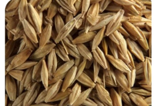Buy Normal Barley from Dausa at Wholesale Price of Rs 2000/Quintal - Vimarsana News