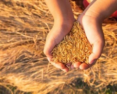 Pusa Basmati - PB 1121 Paddy for sale in Gautam Buddha Nagar