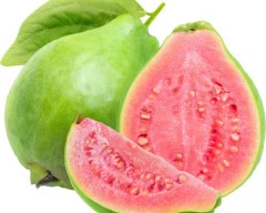 Normal Guava for sale in Churu