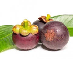 Normal Mangosteen for sale in Krishna