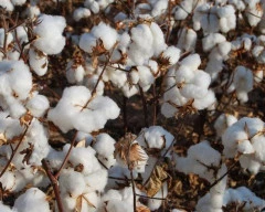 Normal Cotton for sale in Jagtial