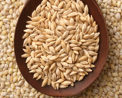 Buy Other Barley from Palwal at Wholesale Price of Rs 30/Kg - Vimarsana News