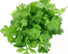 Normal Coriander Leaves for sale in Raisen