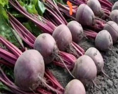 Normal Beetroot for sale in Kolhapur