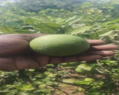 Normal Mosambi for sale in Mahabubnagar