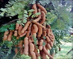 A Grade Quality Tamarind for sale in Kolar