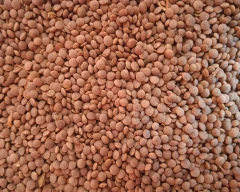 Normal Masoor Dal for sale in North 24 Parganas