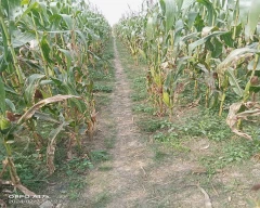 Other Mace for sale in Barpeta
