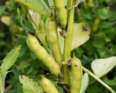 Normal Broad Beans for sale in Viluppuram
