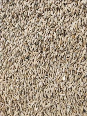 Buy Normal Barley from Jaipur at Wholesale Price of Rs 25/Kg - Vimarsana News