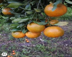 A Grade Quality Orange for sale in Agar Malwa