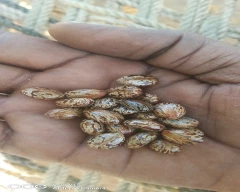 Hybrid Castor Seed for sale in Jalore