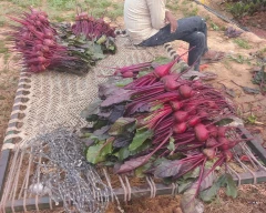 Normal Beetroot for sale in Alwar