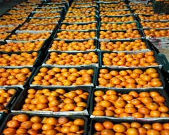 Normal Kinnow for sale in Sri Ganganagar