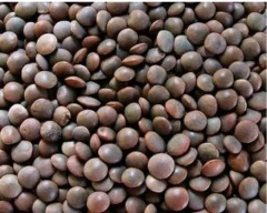 Black Masoor for sale in Nalanda