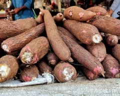 Normal Tapioca for sale in Dindigul