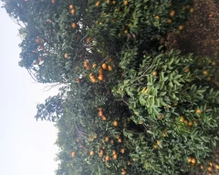 Kinnow Orange for sale in Buldhana