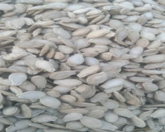 Normal Pumkin seed for sale in Kaushambi