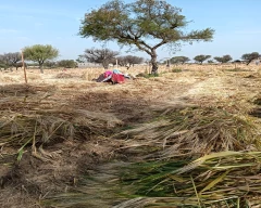 Normal Barley for sale in Sikar