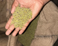 Normal Moong Dal for sale in Tiruvarur
