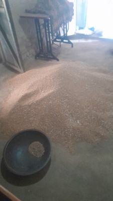 Buy Normal Wheat from Balrampur at Wholesale Price of Rs 24/Kg - Vimarsana News