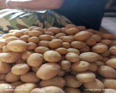 Fresh Cherry for sale in Surat