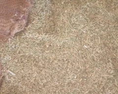 Normal Fennel Seeds for sale in Dungarpur