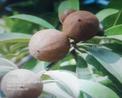 Normal Sapota for sale in Nashik
