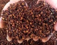 A Grade Quality Cloves for sale in Ahmedabad