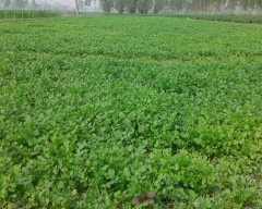 Normal Coriander Leaves for sale in YSR District