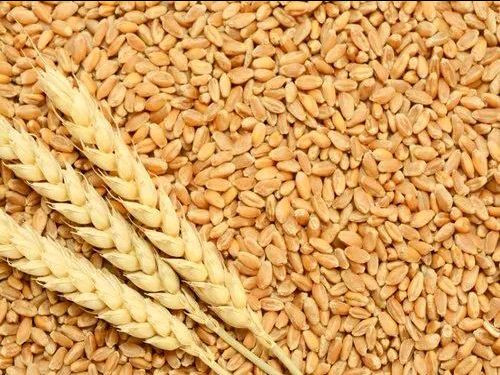 Buy Normal Wheat from Bareilly at Wholesale Price of Rs 30/Kg - Vimarsana News