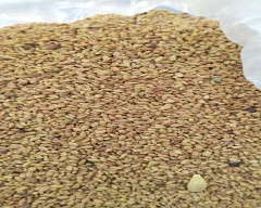 Normal Fenugreek Leaves for sale in Ajmer