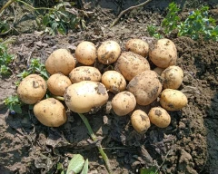 Other Cherry for sale in Jabalpur