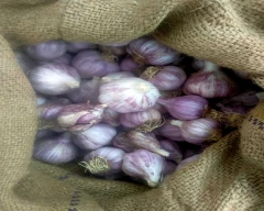 A Grade Quality Garlic for sale in Champawat