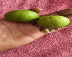 Normal Lemon for sale in Jalna