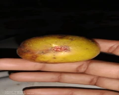 Fresh Fig for sale in Pratapgarh