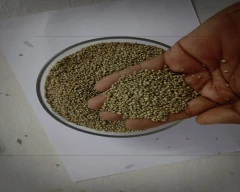 A Grade Quality Bajra for sale in Jodhpur