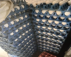 White Egg for sale in Vizianagaram