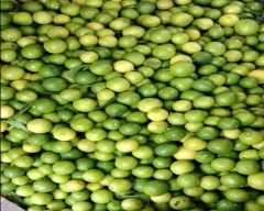 A Grade Quality Lemon for sale in Mumbai City