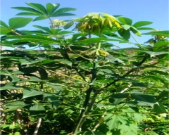 Other Tapioca for sale in Namakkal