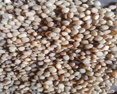 Normal Cluster Beans for sale in Nagaur