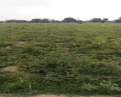 Normal Vetiver Roots for sale in Pali