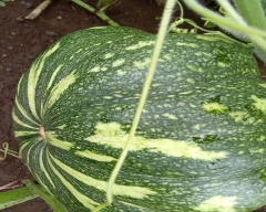 Normal Pumpkin for sale in Coimbatore