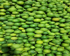 Normal Mosambi for sale in Aurangabad
