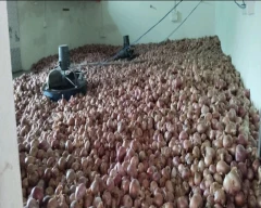 A Grade Quality Onion for sale in Satna