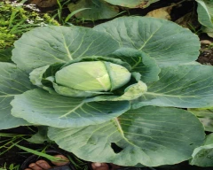Normal Cauliflower for sale in Ahmednagar