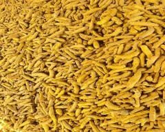 Allepey Finger Turmeric for sale in Budaun