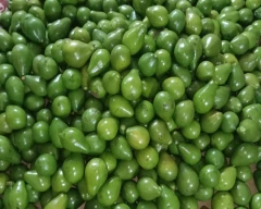 Normal Avocado for sale in Wayanad