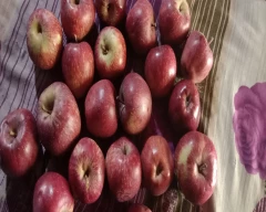 Royal Apple for sale in Mandi