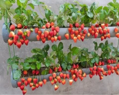 Normal Strawberry for sale in Ramgarh